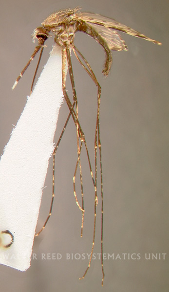 género Anopheles