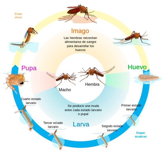 ciclo biológico del mosquito