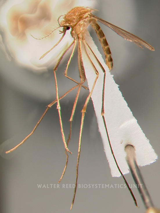 género culex