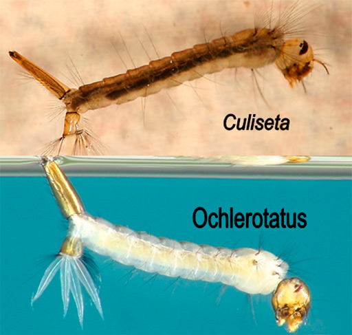 larvas culiseta y ochlerotatus