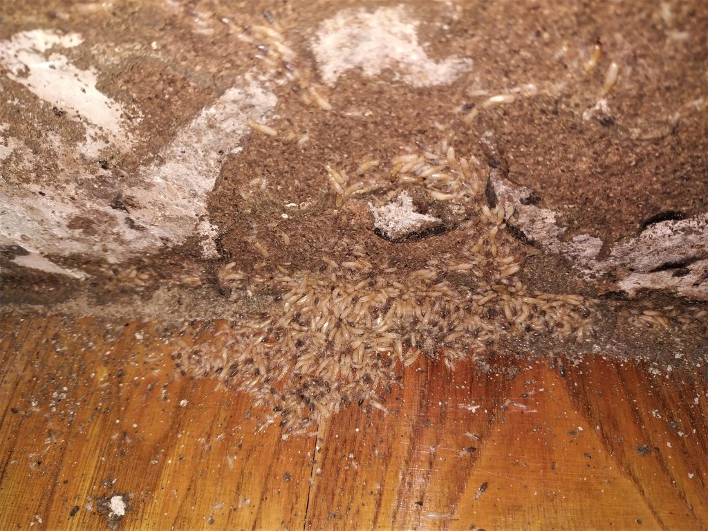 termitas al descubierto