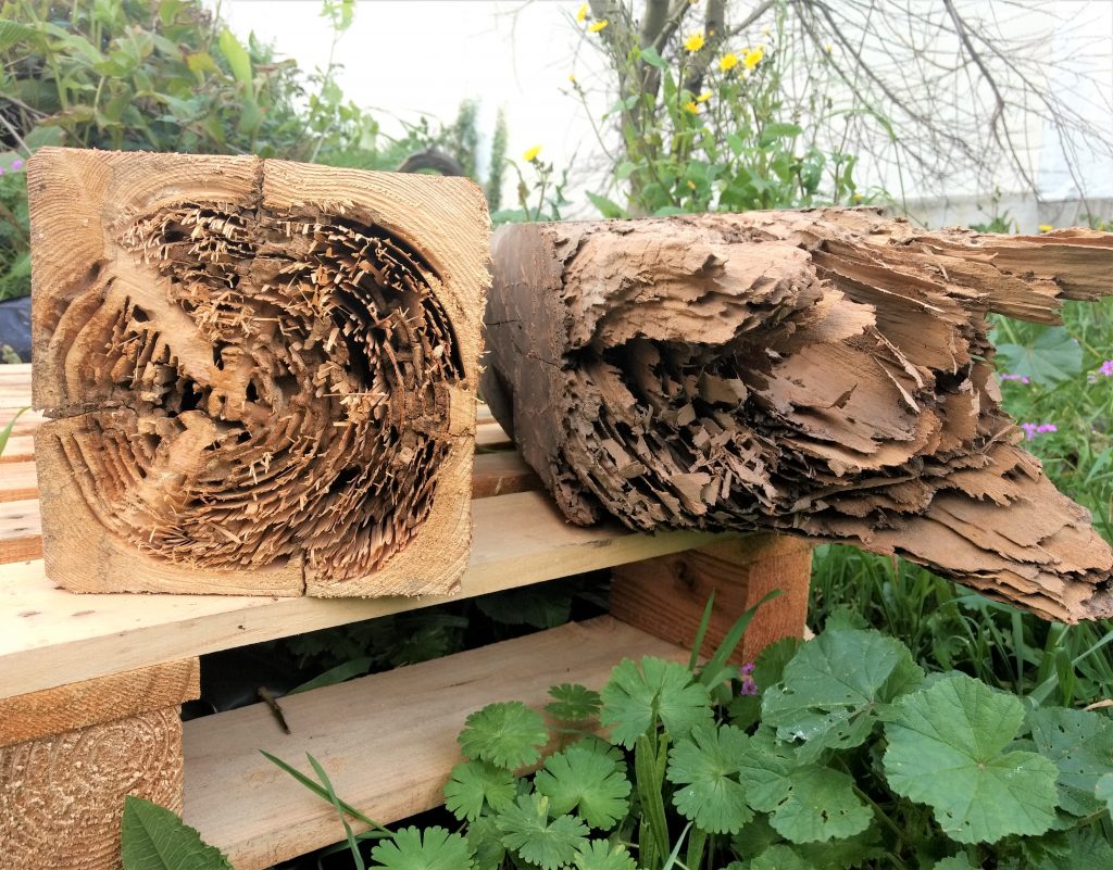 Termitas comiendo la madera