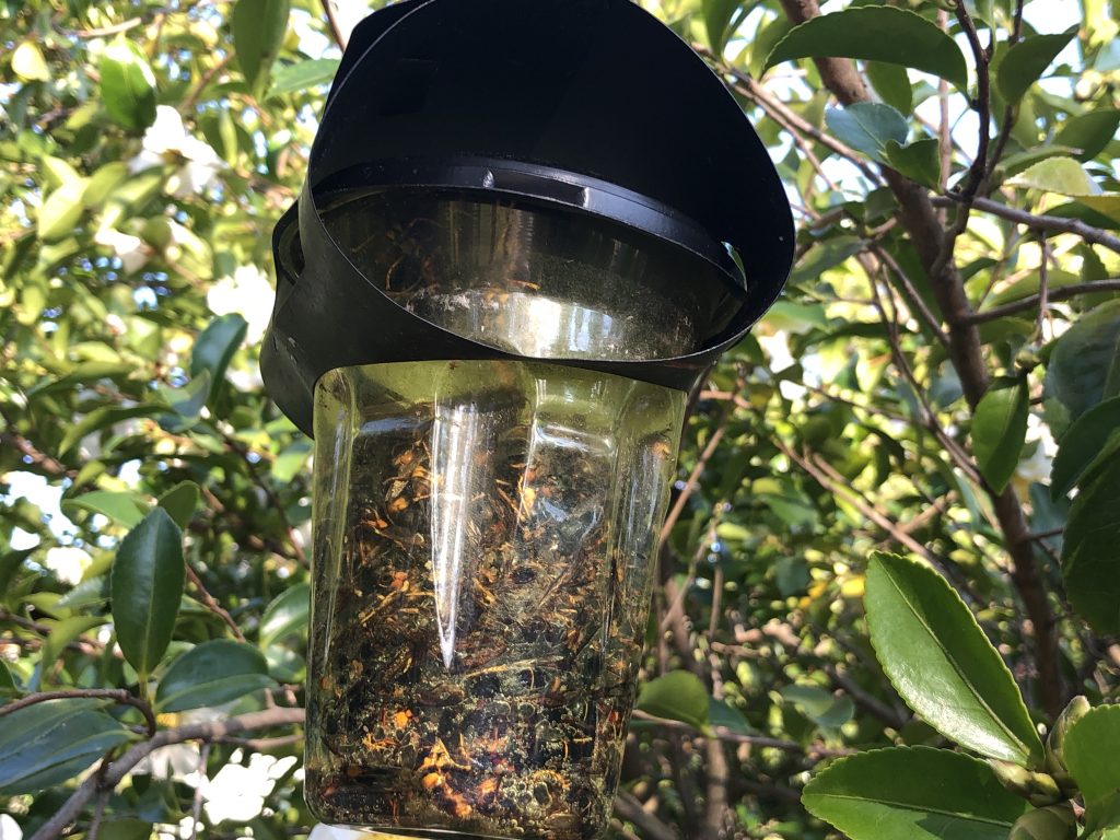 trampa avispa asiatica