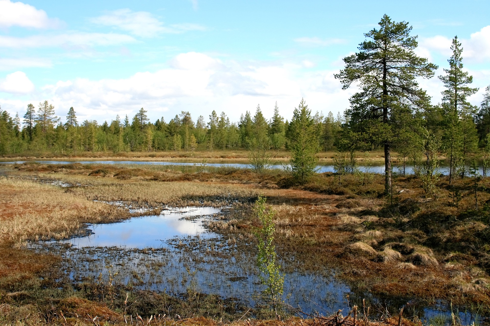 pantano donde proliferan mosquitos