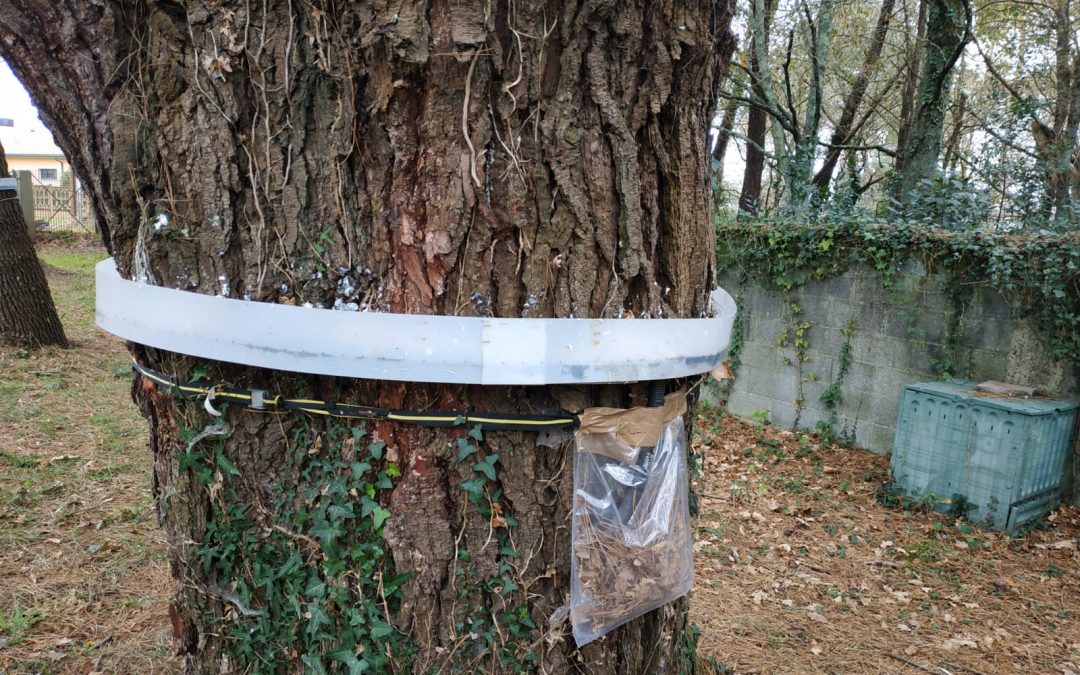 Reparación trampa procesionaria en Fene