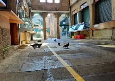 palomas en plaza de abastos