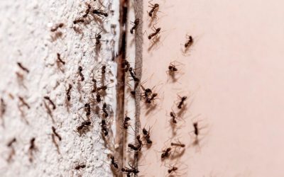 Como controlar unha infestación de formigas no teu fogar?