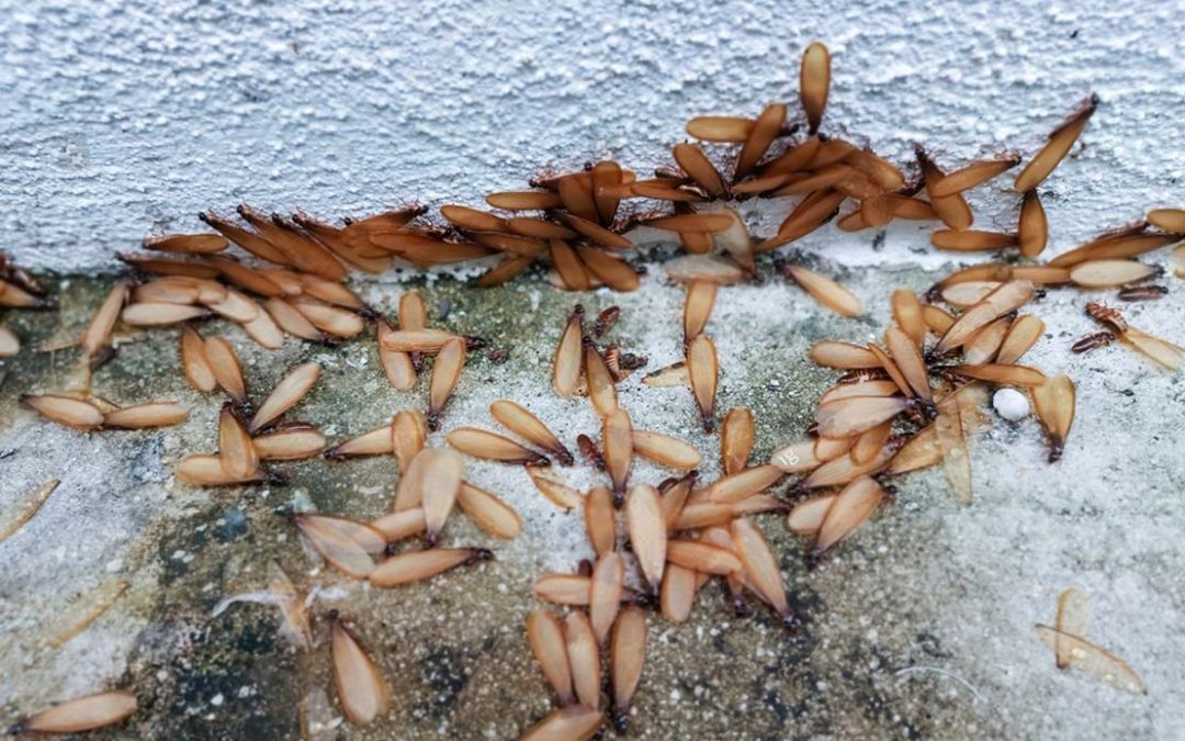 Termitas aladas: identificación, riesgos y soluciones