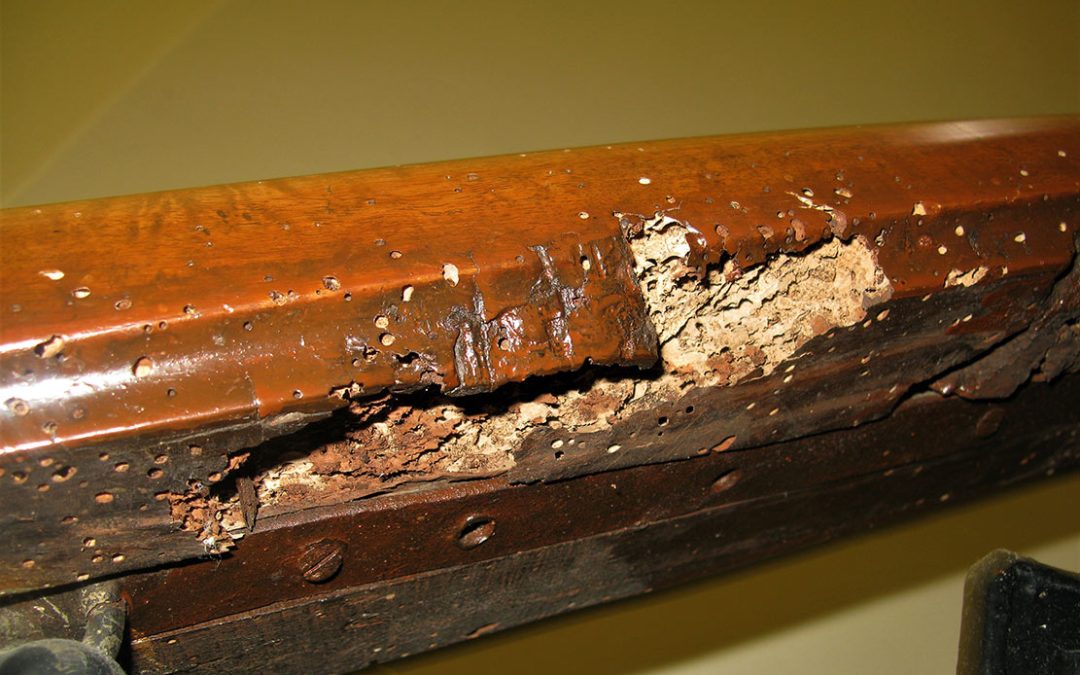 Que é a couza e como afecta á madeira?