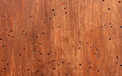 La Carcoma en el sector inmobiliario