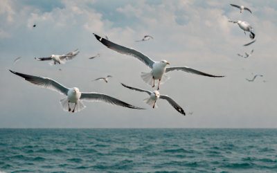 Control de aves en Galicia
