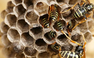 ¿Cuándo empiezan las avispas a construir sus nidos?