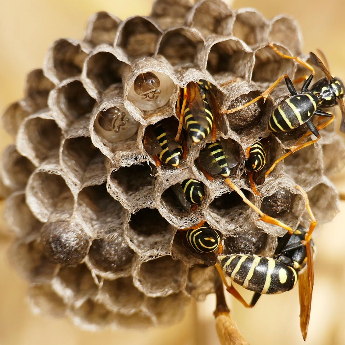 Construcción de nidos de avispas