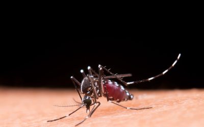 Desinsectación profesional contra plagas de insectos